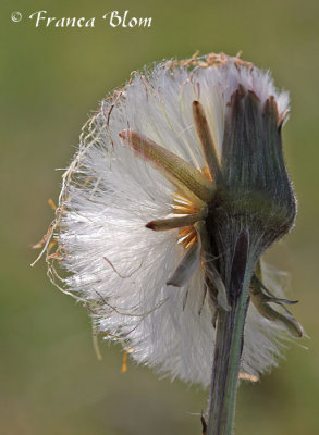 Tussilago farfara - Klein hoefblad