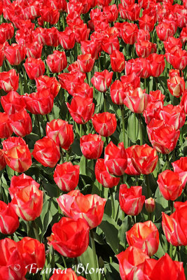 Rood/witte tulpen