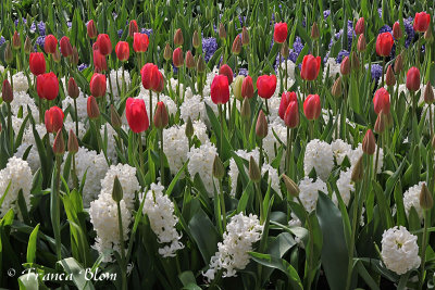 Rode tulpen en witte en blauwe hyacinthen