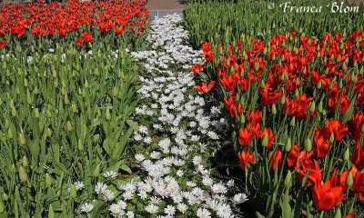 Tulpen en anemonen