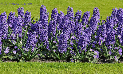 Blauwe hyacinthen