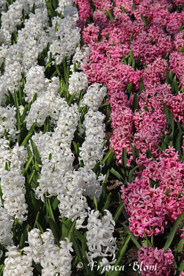 Witte en roze hyacinthen