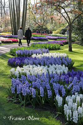 Van wit naar paars - hyacinthen