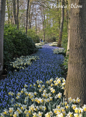 Blauwe druifjes en narcissen