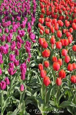 Tulpen - cyclaamroze en rood