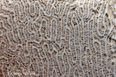 Detail dood koraal