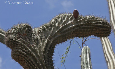 Cactusvrucht