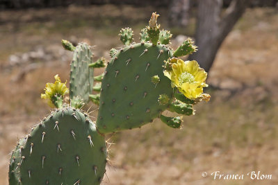Bloeiende schijfcactus