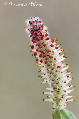 Salix purpurea - Bittere wilg