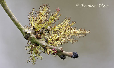 Fraxinus excelsior - Gewone es