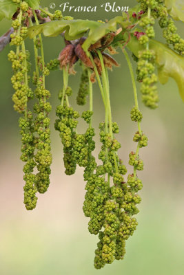 Quercus robur - Zomereik  