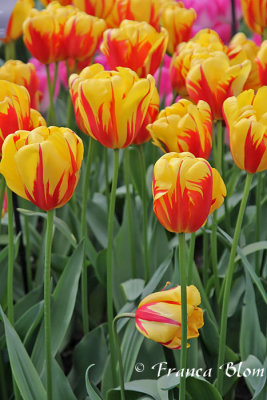 Mijn favoriete kleur tulpen! - my favorite colour of tulips