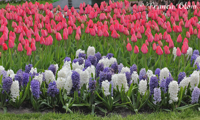 Tulpen en hyacinthen