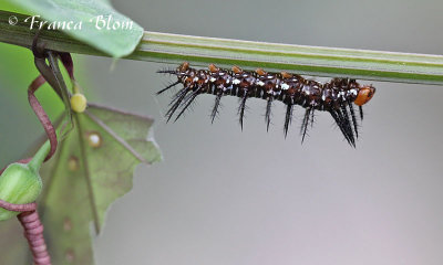 Rups passiebloemvlinder