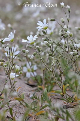 Cerastium arvense - Akkerhoornbloem