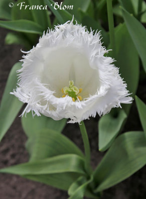 Witte tulp