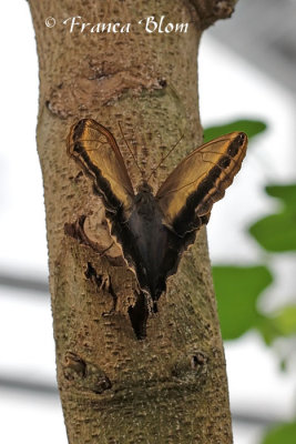 Caligo eurilochus - Uilvlinder