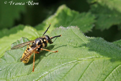 Echte wespvlieg - Temnostoma vespiforme