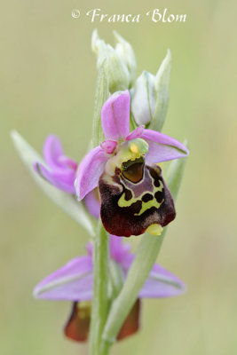 Ophrys fuciflora - Ophrys holoserica - Hommelorchis