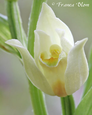 Cephalanthera damasonium - Bleek bosvogeltje