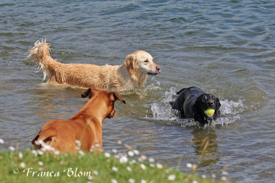 Ook leuk om in het water spelende honden te fotograferen