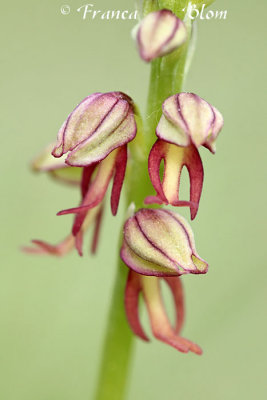 Orchis anthropophora (Aceras anthropophora) - Poppenorchis