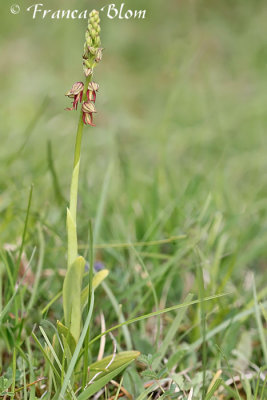 Orchis anthropophora (Aceras anthropophora) - Poppenorchis 
