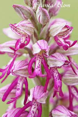 Orchis x spuria (hybrid Orchis anthropophora x O. militaris)  - Hybride poppenorchis x soldaatje