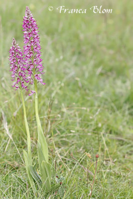 Orchis x spuria (hybrid Orchis anthropophora x O. militaris)  - Hybride poppenorchis x soldaatje