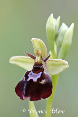 Ophrys fuciflora x Ophrys insectifera - Hybride hommelorchis x vliegenorchis
