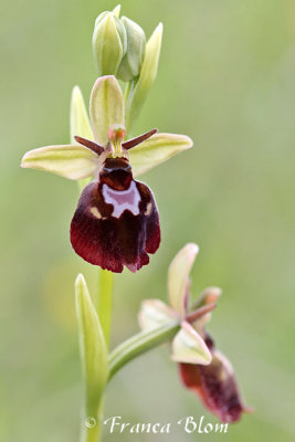 Ophrys fuciflora x Ophrys insectifera - Hybride hommelorchis x vliegenorchis
