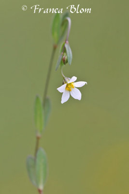 Linum catharticum - Geelhartje