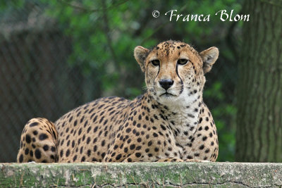 Jachtluipaard (cheetah)