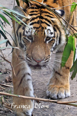 Siberische tijger - Panthera tigris altaica