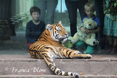 Siberische tijger - Panthera tigris altaica