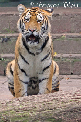 Siberische tijger - Panthera tigris altaica