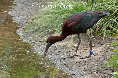 Zwarte ibis - Plegadis falcinellus