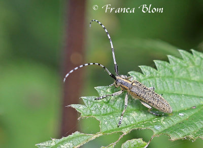 Gewone distelboktor - Agapanthia villosoviridescens