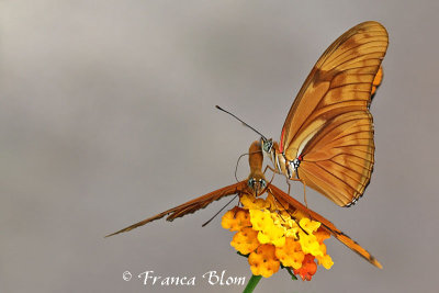 Dryas julia - Oranje passiebloemvlinder