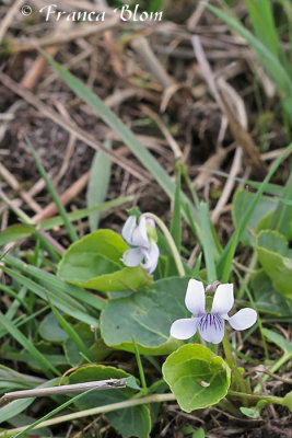 Viola palustris - Moerasviooltje