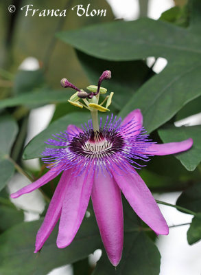 Passiebloem - Passiflora spec.