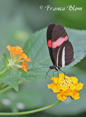 Heliconius erato