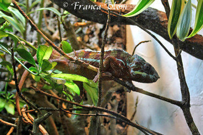Panterkameleon - Furcifer pardalis