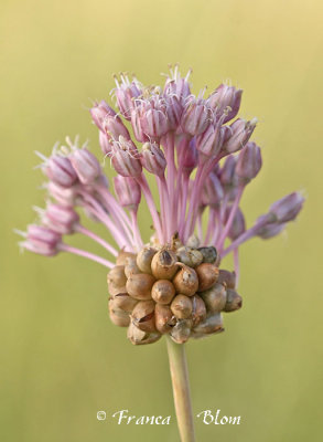 Allium vineale - Kraailook 