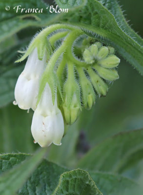 Symphytum officinale - Gewone smeerwortel