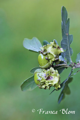 Quercus robur - Zomereik  