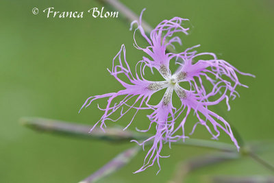 Dianthus superbus  - Prachtanjer