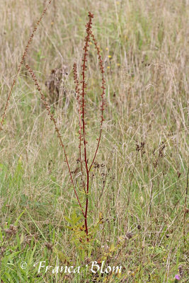 Agrimonia procera - Welriekende agrimonie