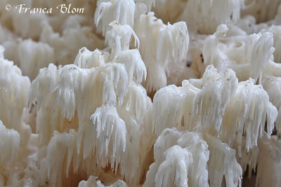 Hericium coralloides - Kammetjesstekelzwam