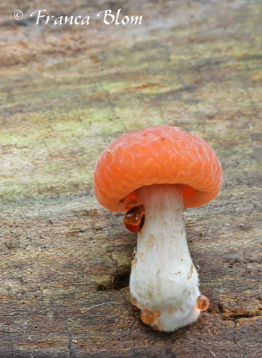 Rhodotus palmatus - zalmzwam